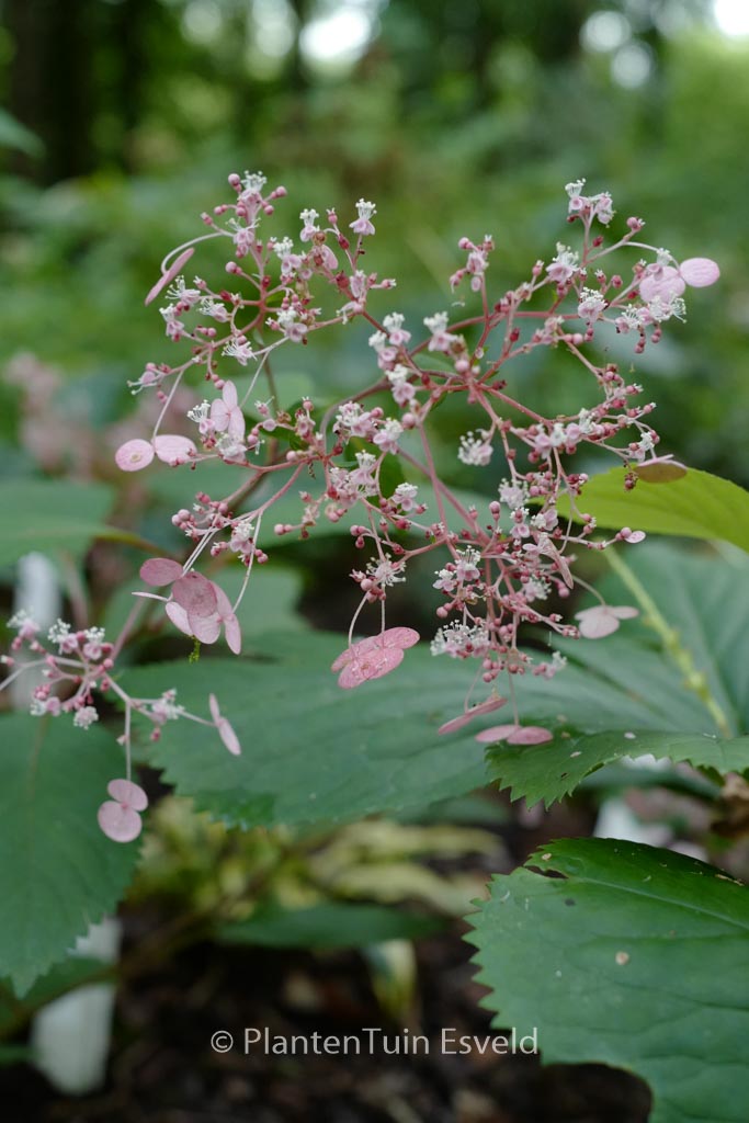 Cardiandra moellendorffii