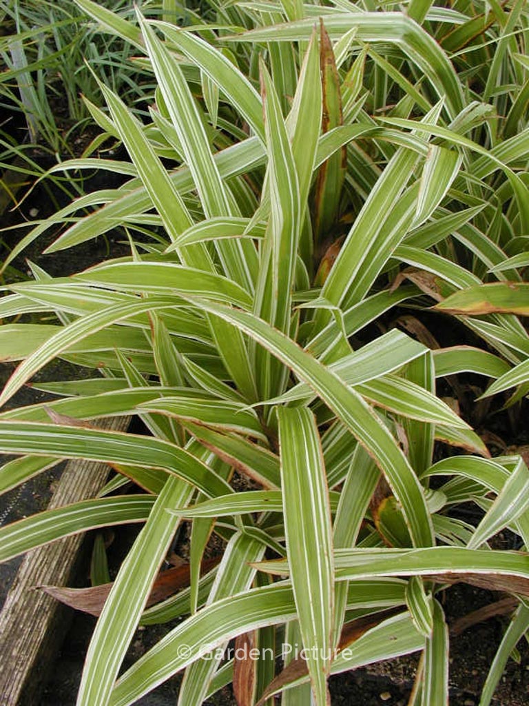 Carex siderosticta 'Variegata'