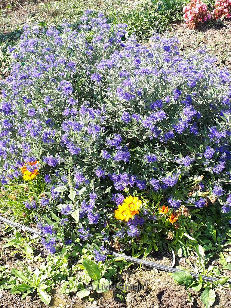 Caryopteris clandonensis 'Blauer Spatz'