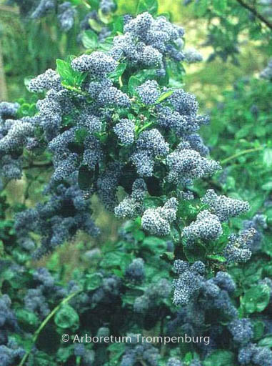 Ceanothus arboreus 'Trewithen Blue'