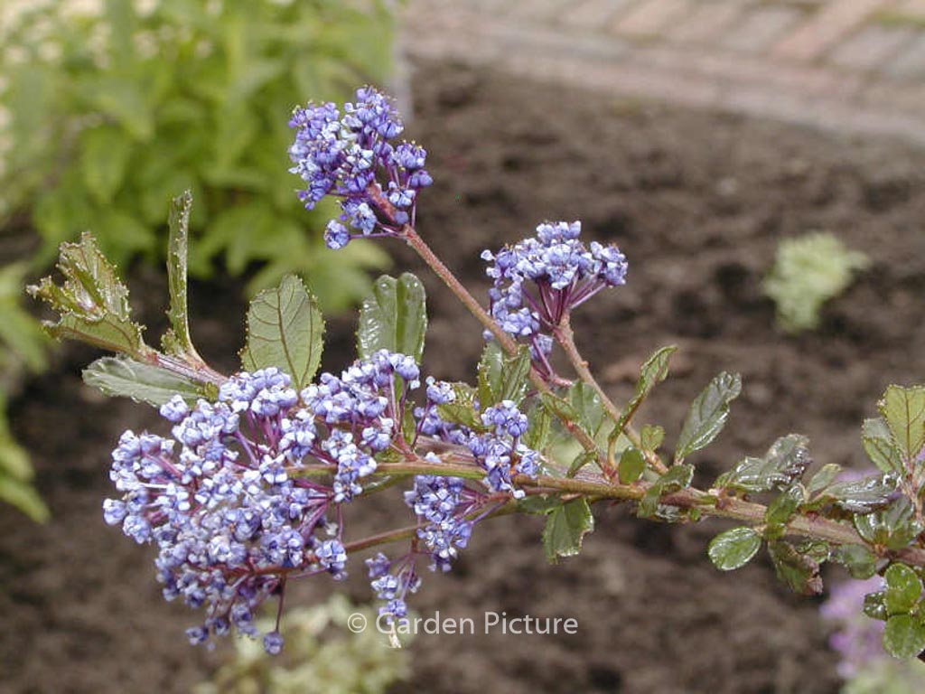 Ceanothus 'Blue Sapphire'