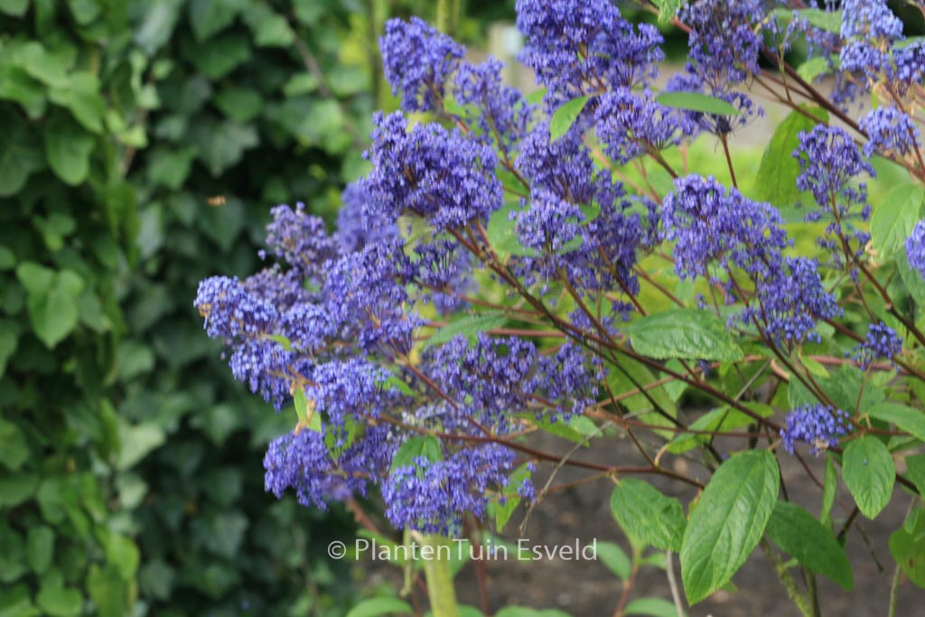 Ceanothus delilianus 'Henri Desfossee'