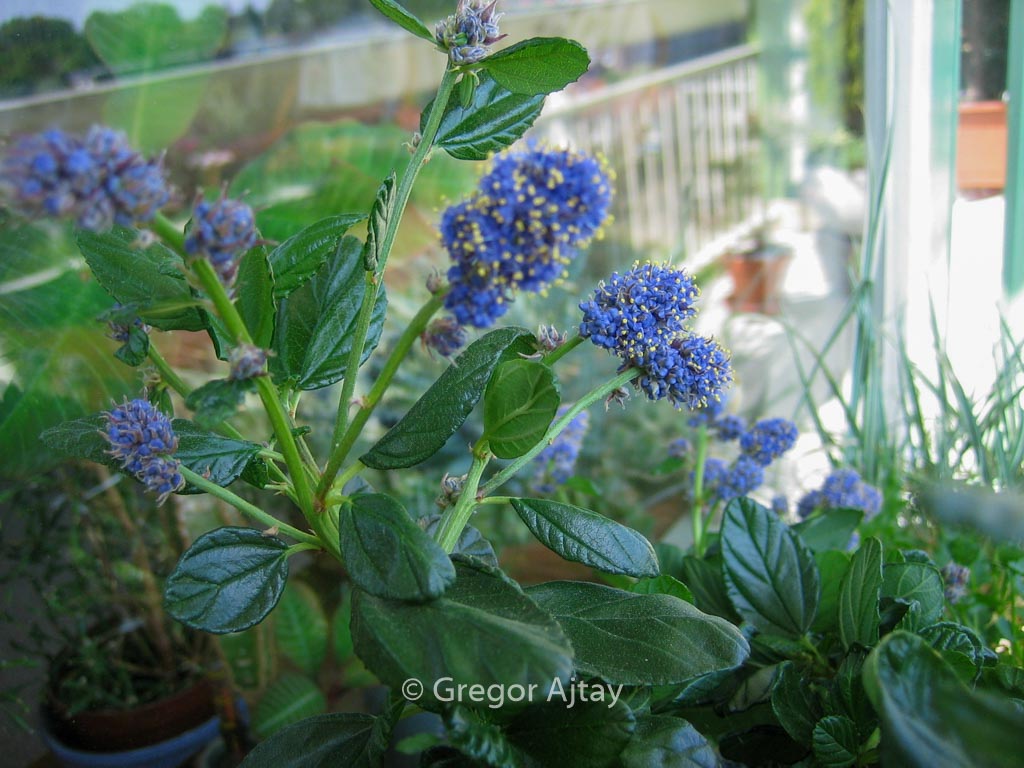 Ceanothus griseus 'Yankee Point'