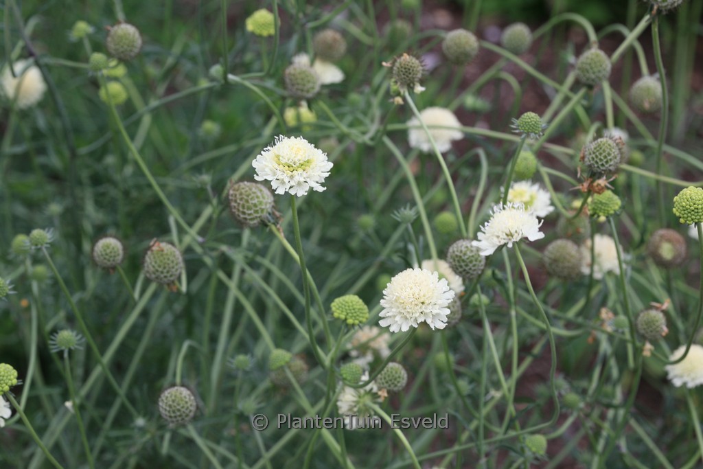 Cephalaria leucantha