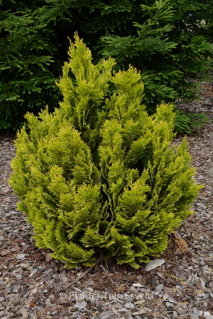 Chamaecyparis lawsoniana 'Minima Aurea'