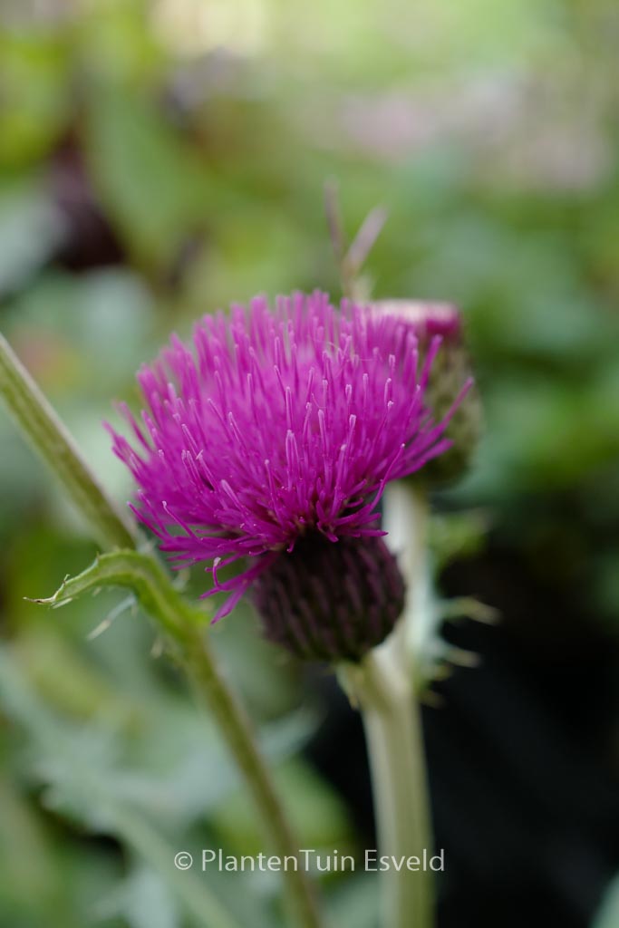 Cirsium rivulare 'Trevor's Blue Wonder'