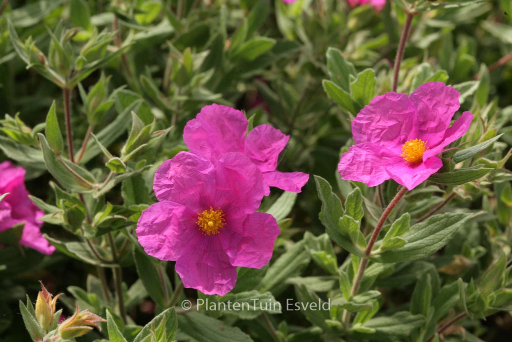 Cistus pulverulentus 'Sunset'