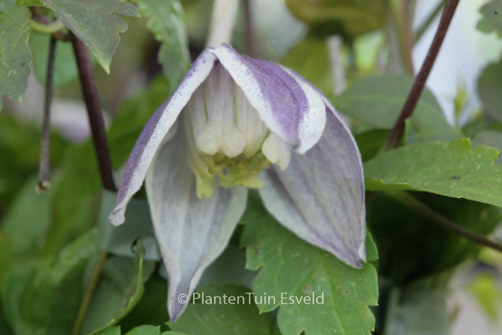 Clematis 'Blue Eclipse'