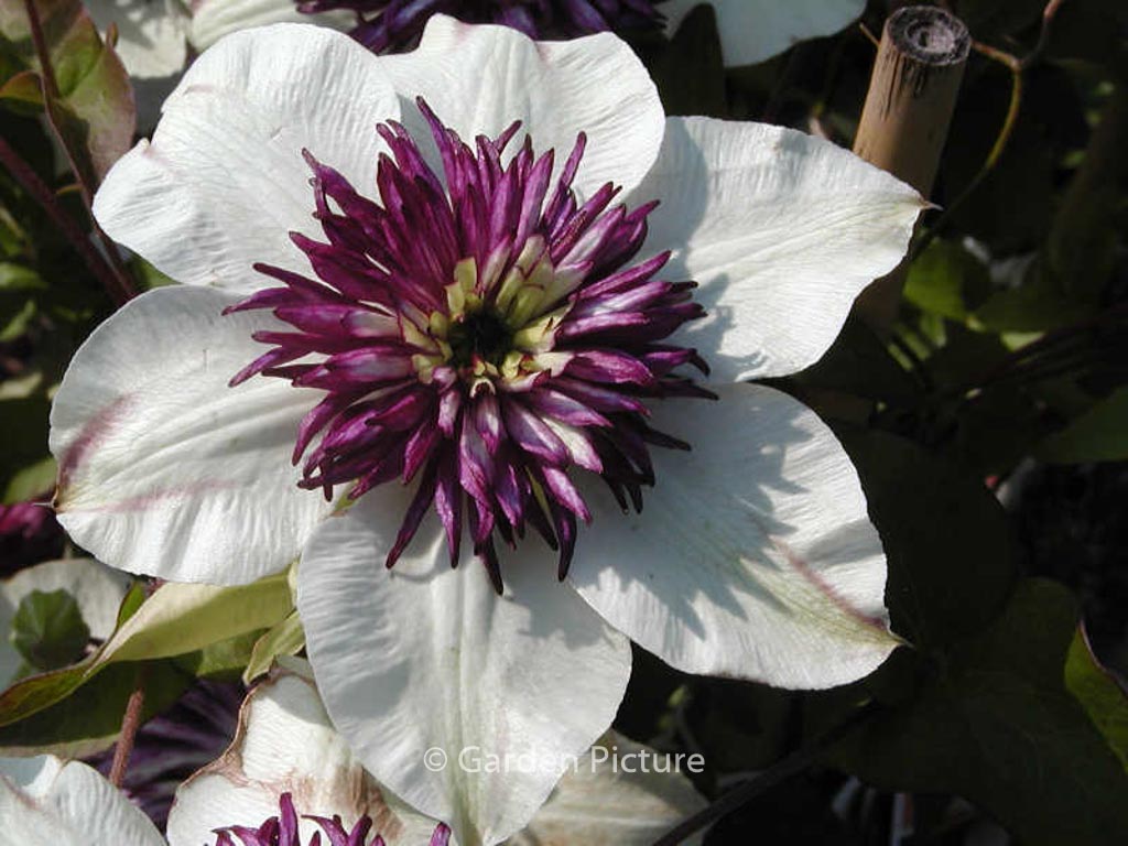 Clematis florida 'Sieboldii'