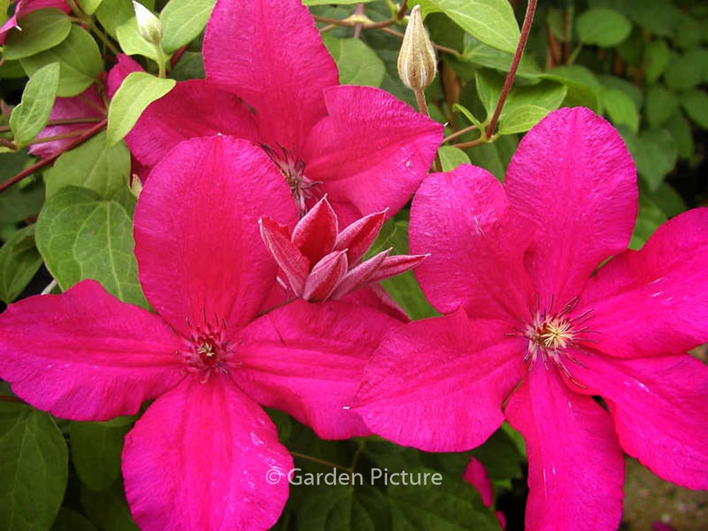Clematis 'Kardynal Wyszynski'
