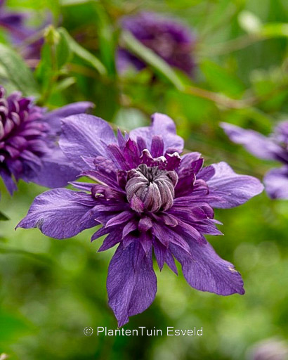 Clematis 'Kokonoe'