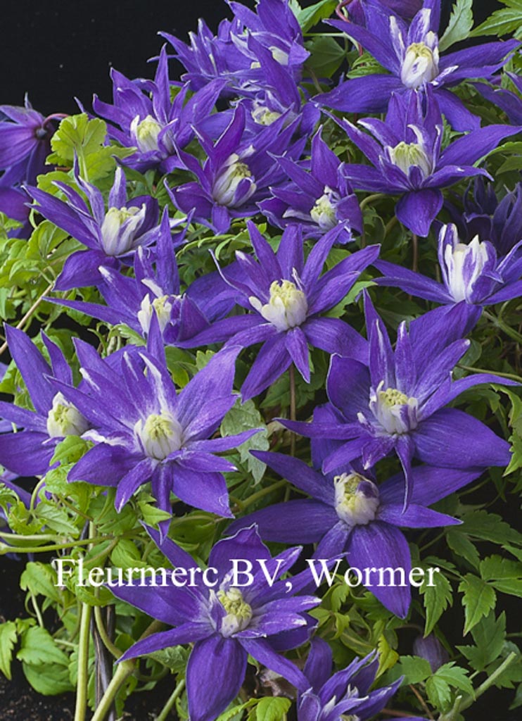 Clematis 'Lagoon'