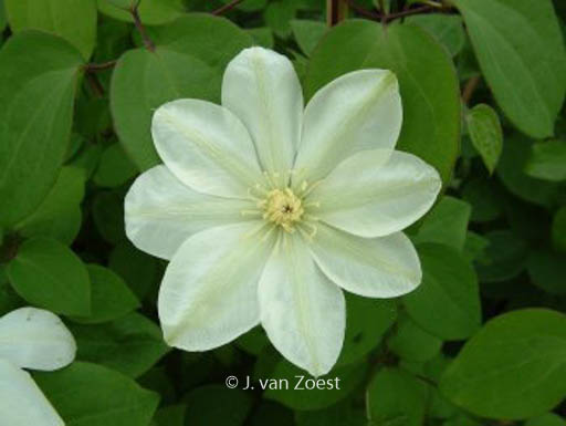 Clematis 'Mary-Claire'