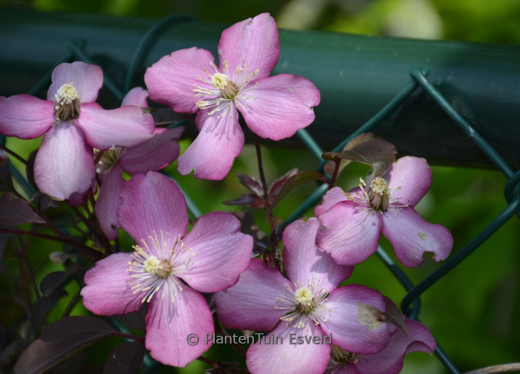 Clematis montana 'Van Gogh'