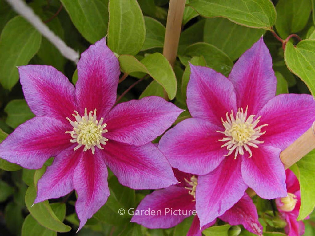 Clematis 'Red Pearl'