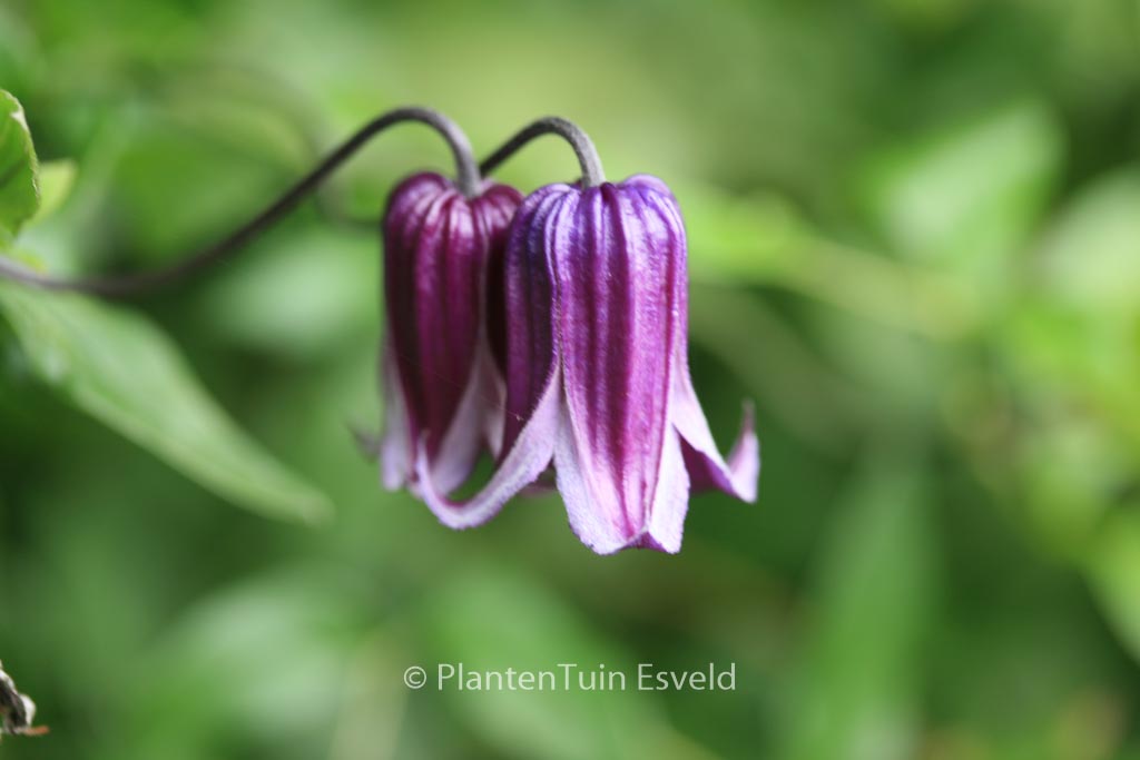 Clematis 'Rooguchi'