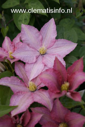Clematis 'Rosamunde'