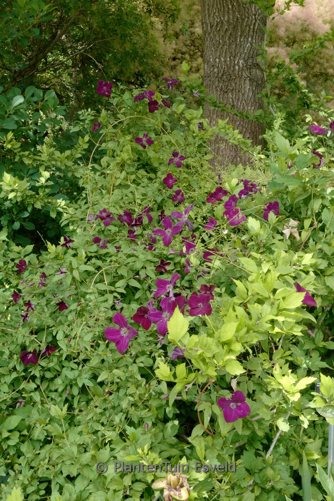 Clematis 'Royal Velours'