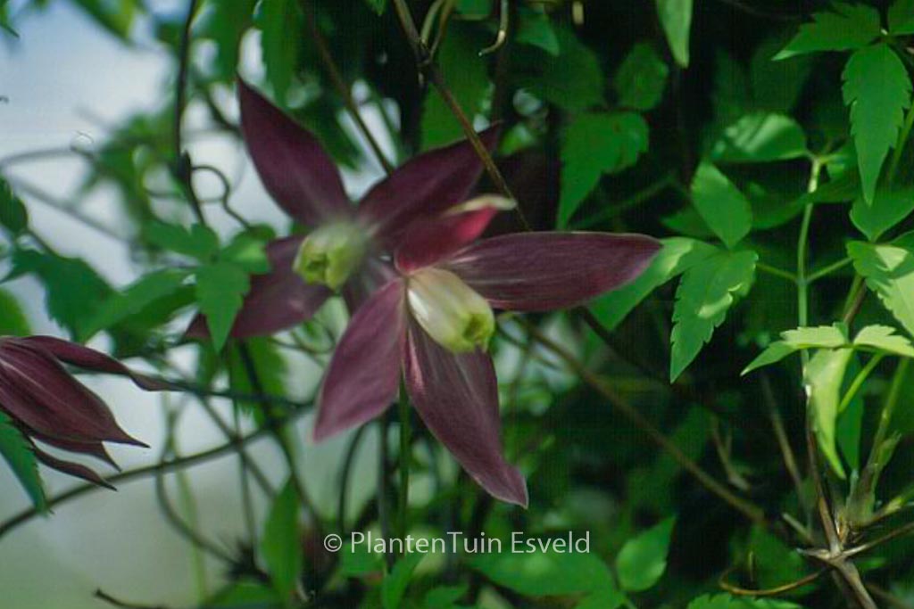 Clematis 'Ruby'