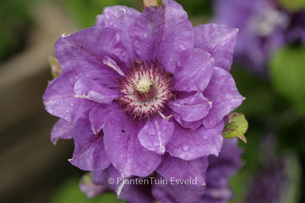Clematis 'Shin-shigyoku'