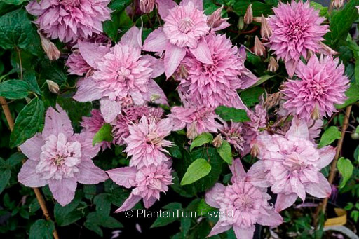 Clematis 'ST17333' (MULTI PINK)
