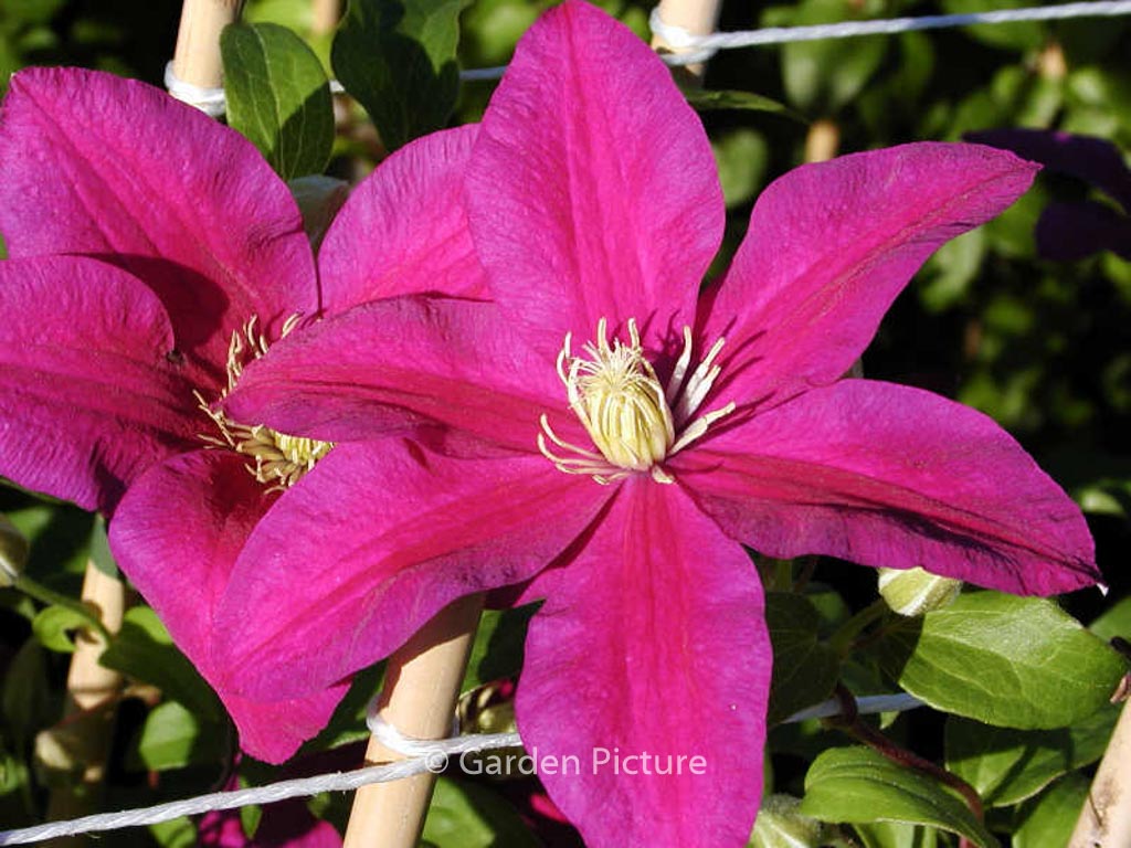 Clematis 'Sunset'