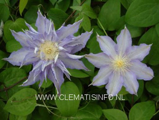Clematis 'Thyrislund'