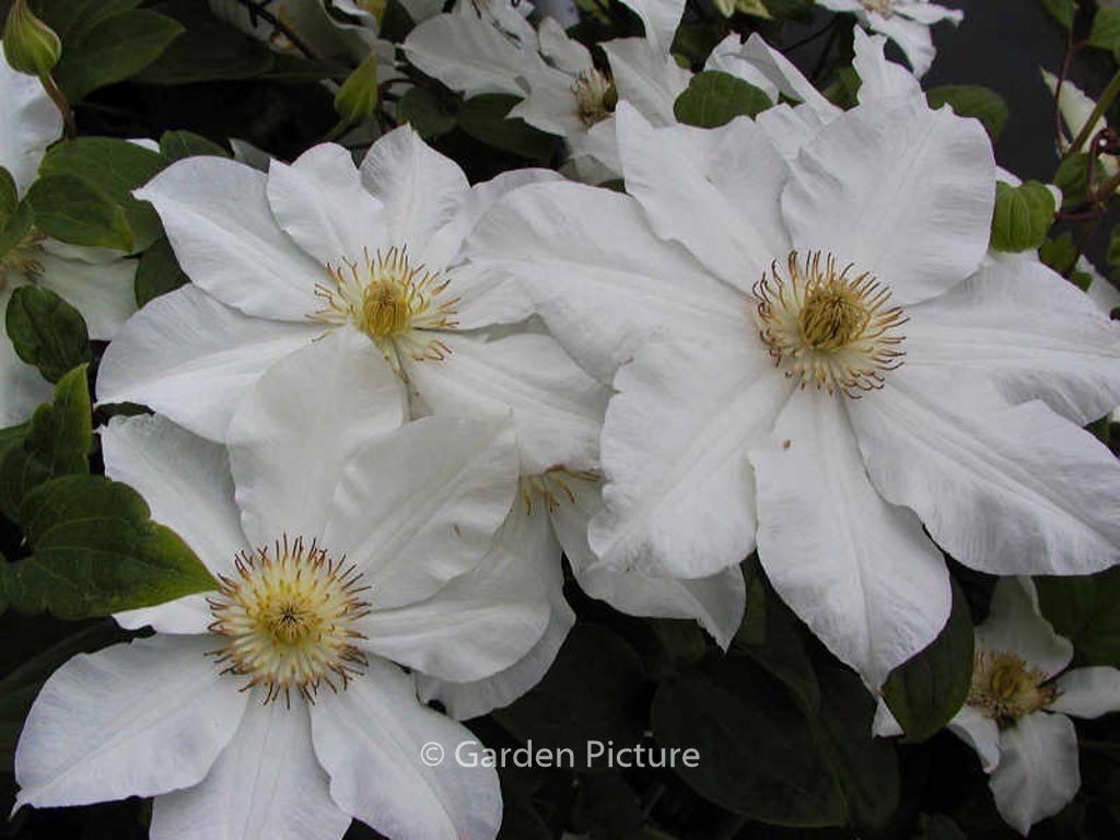Clematis 'Toki'