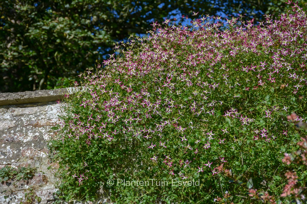 Clematis 'Triternata Rubromarginata'