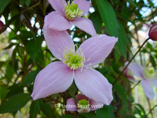 Clematis 'Vera'