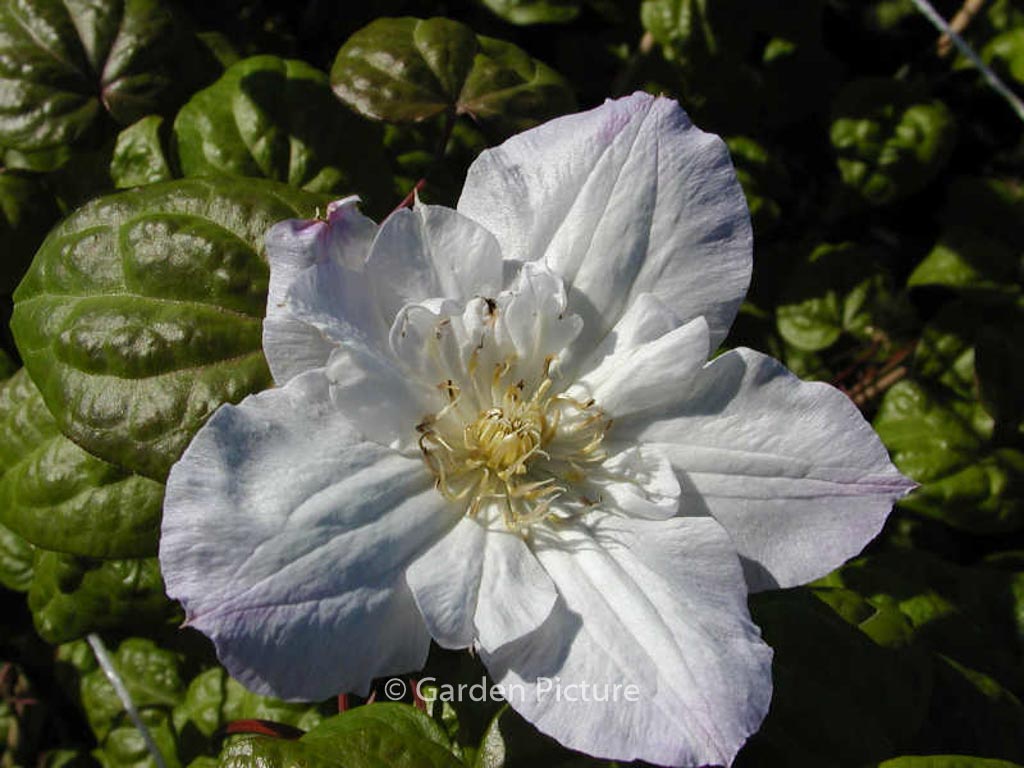 Clematis 'Veronica's Choice'