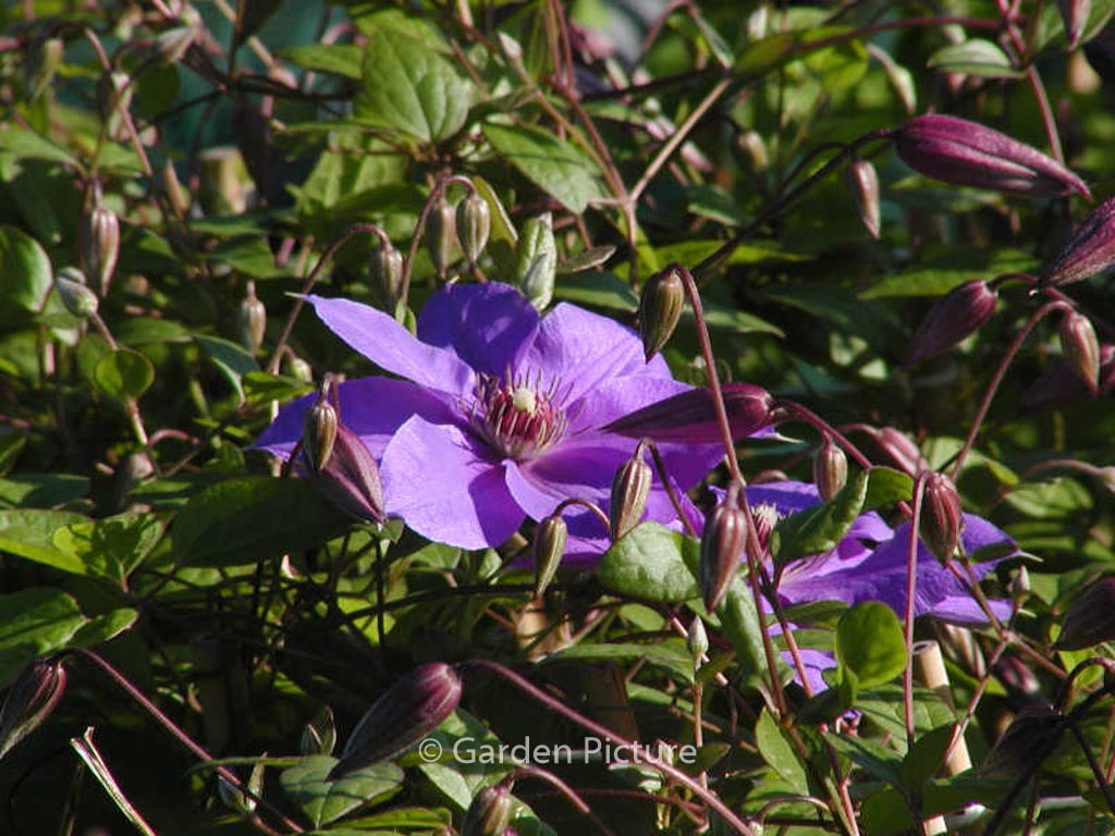 Clematis 'Victoria'