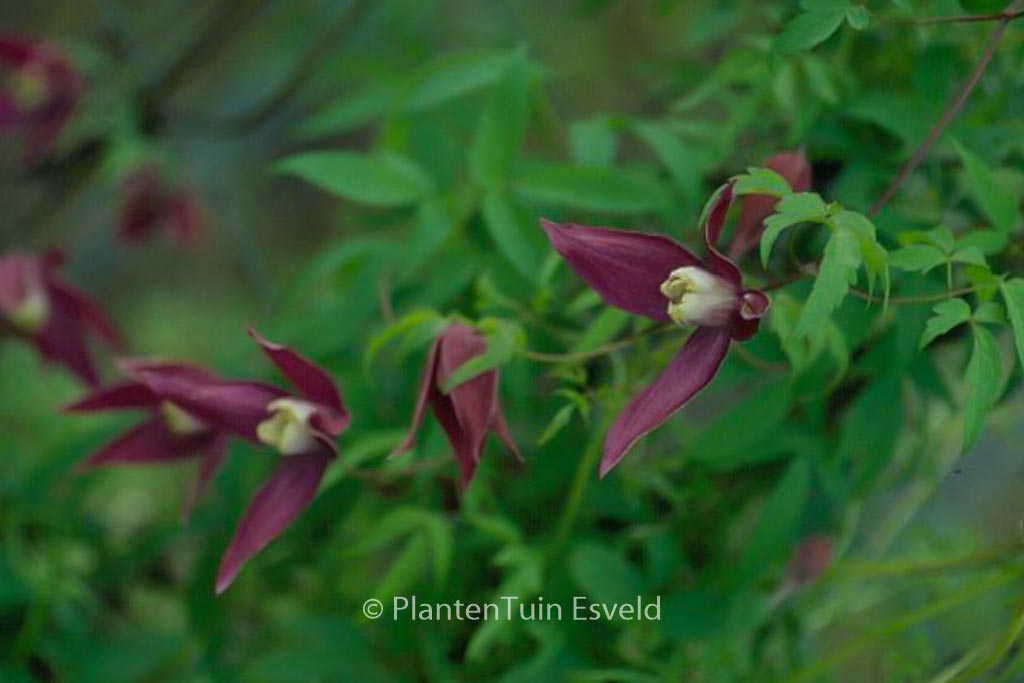 Clematis 'Violet Purple'