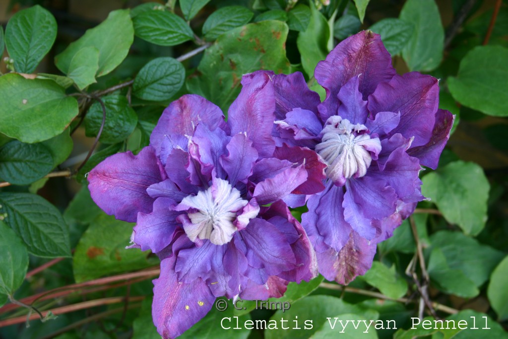 Clematis 'Vyvyan Pennell'