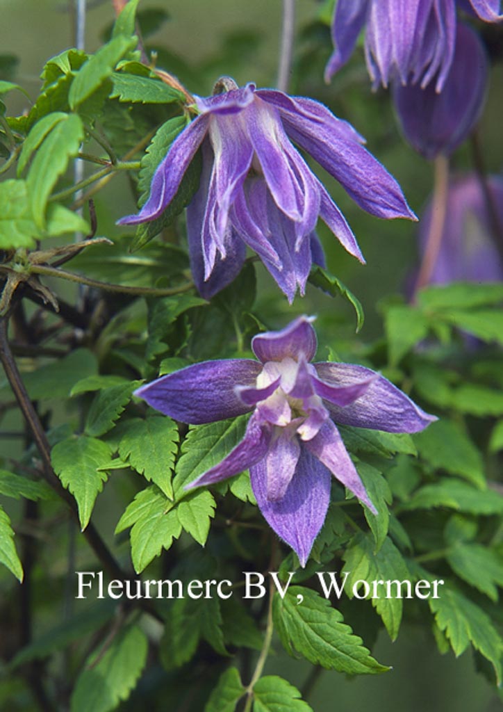 Clematis 'Wesselton'