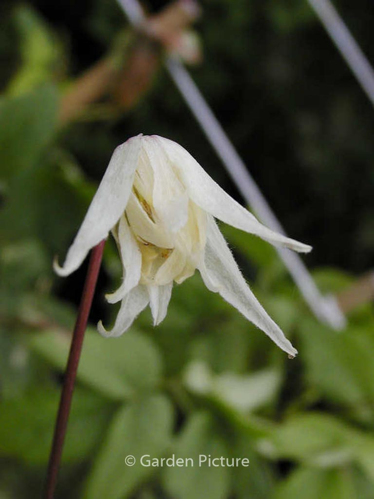 Clematis 'White Swan'