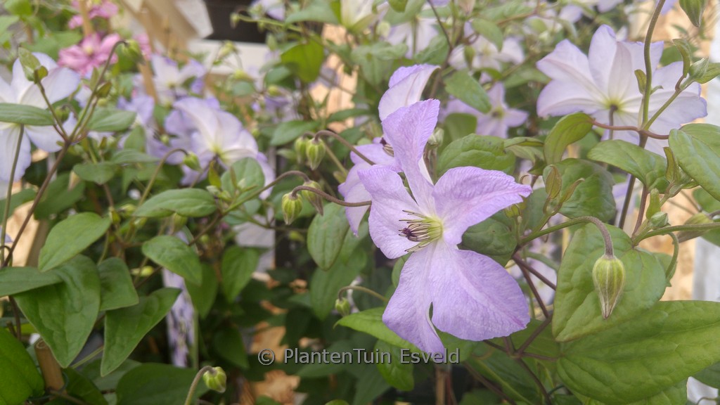 Clematis 'Zo09063' (SEA BREEZE)