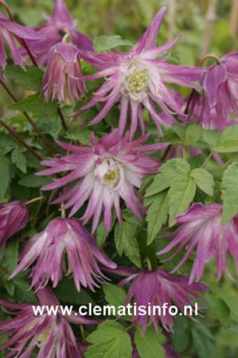 Clematis 'Zosor' (SORBET)