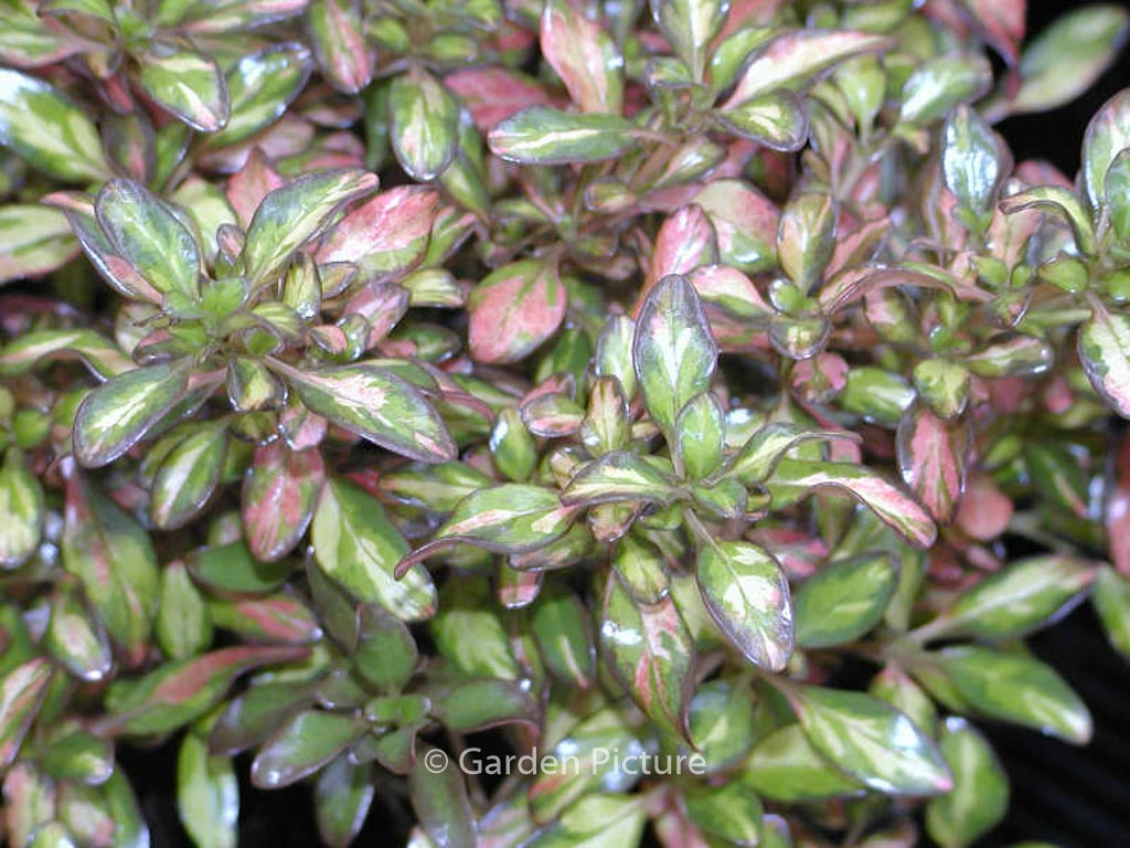 Coprosma 'Evening Glow'