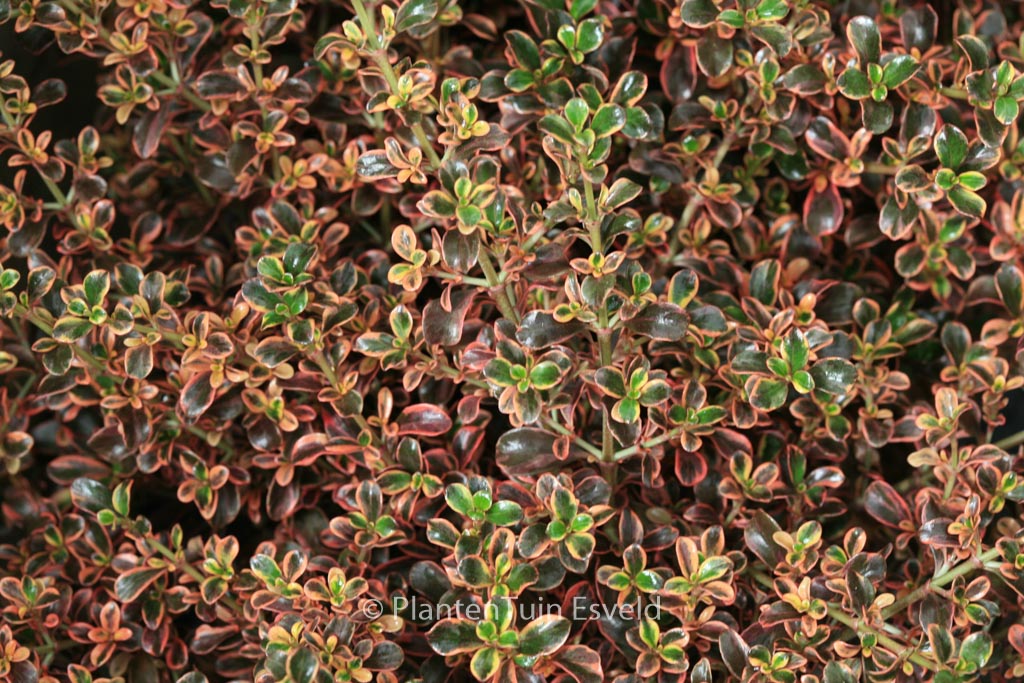 Coprosma 'Fire Burst'