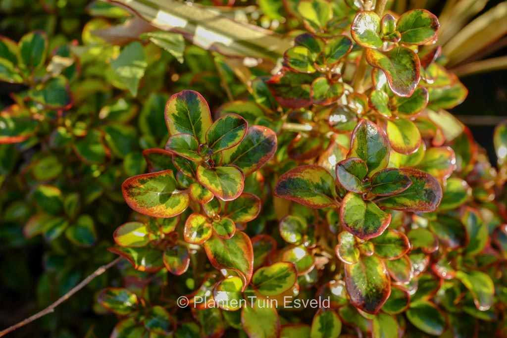 Coprosma repens 'Tequilla Sunrise'