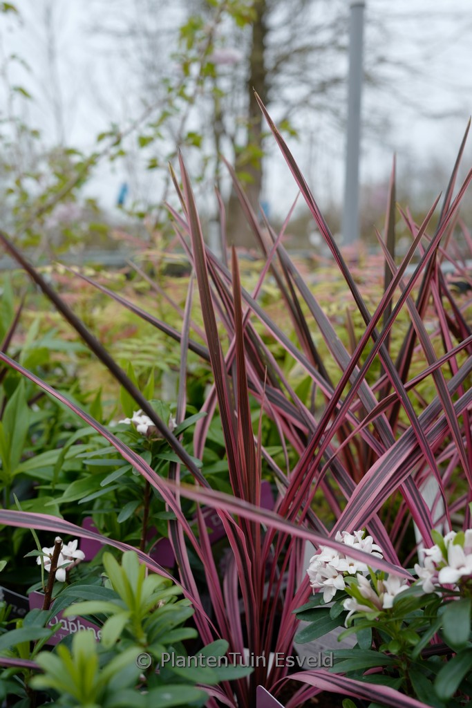 Cordyline australis 'Southern Splendour'