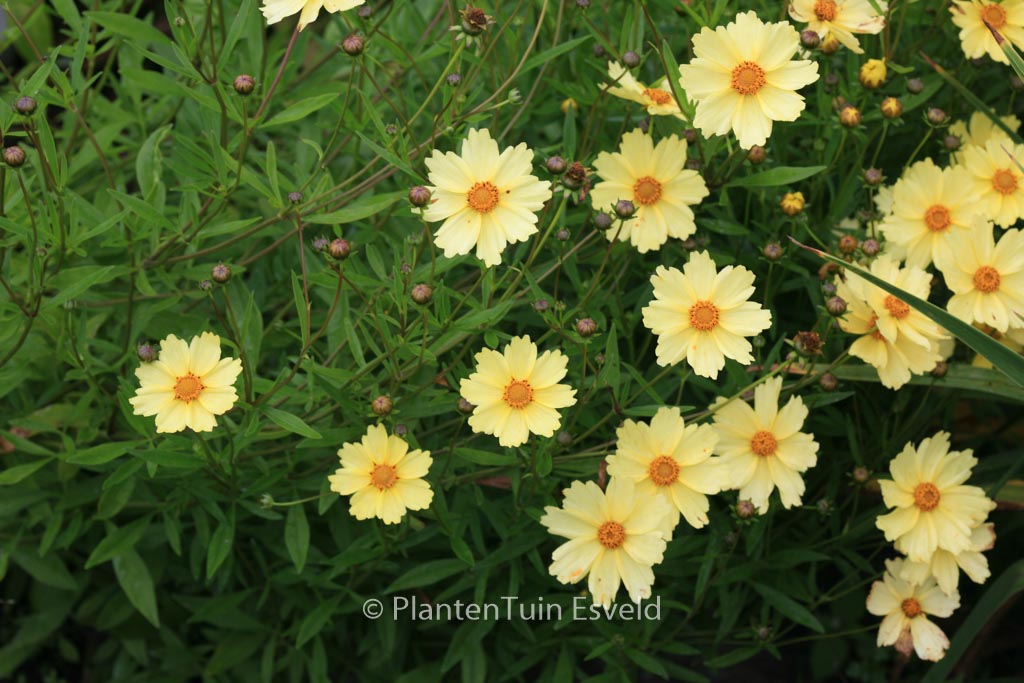 Coreopsis 'Full Moon'