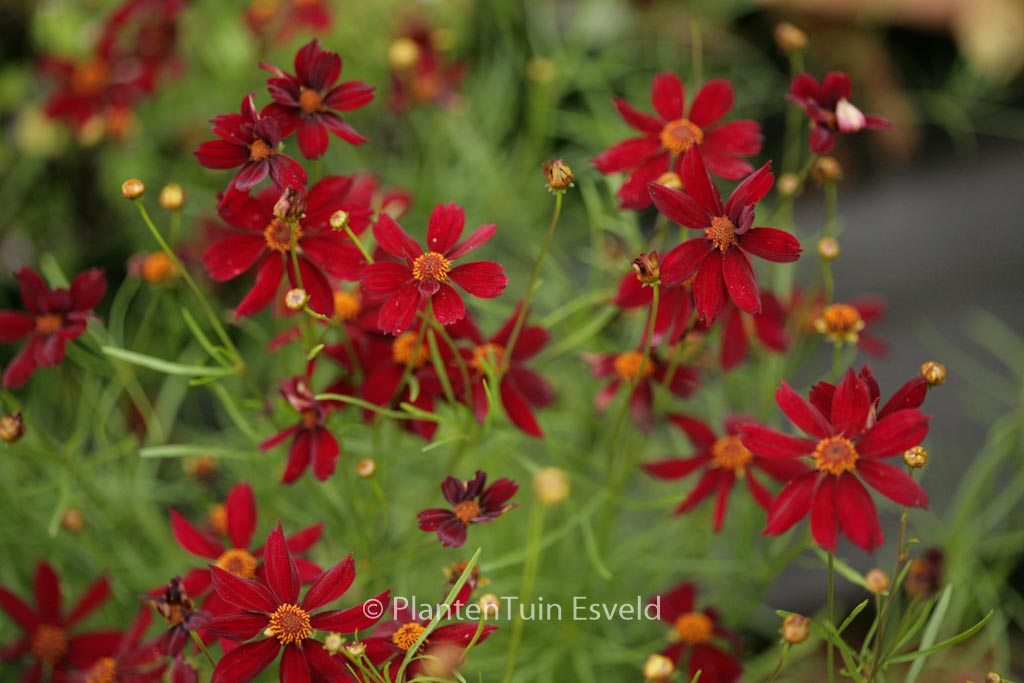 Coreopsis 'Red Satin'