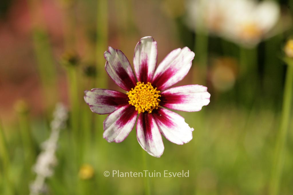 Coreopsis 'Star Cluster'