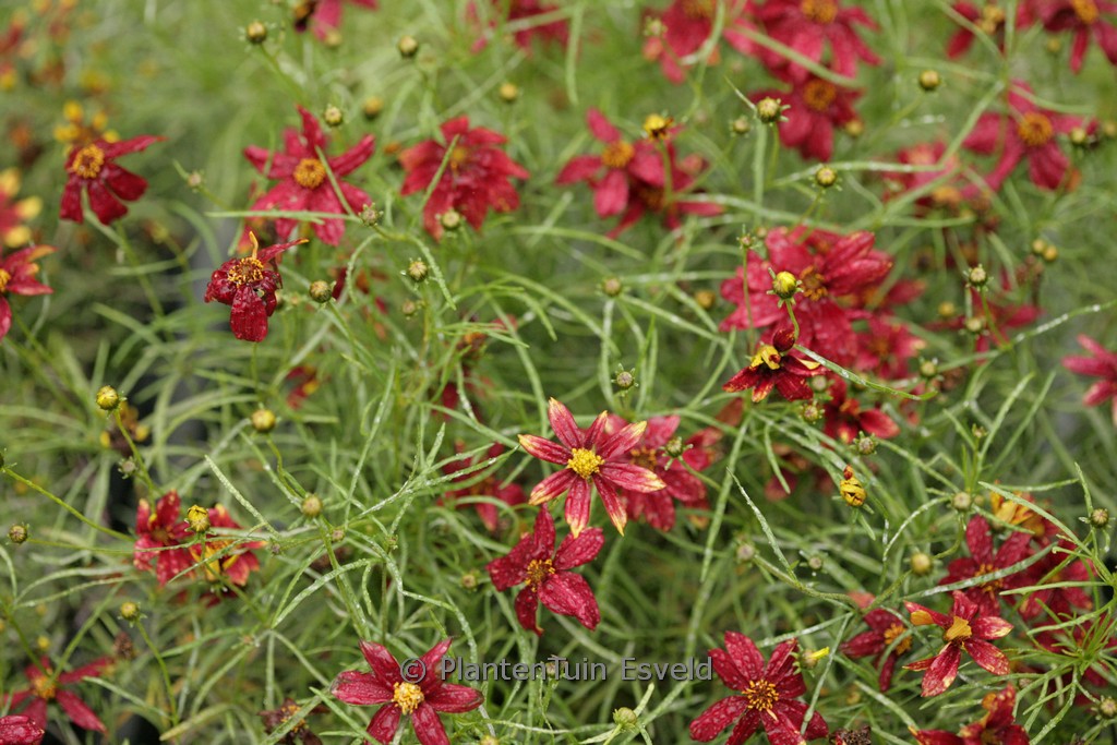 Coreopsis verticillata 'Route 66'
