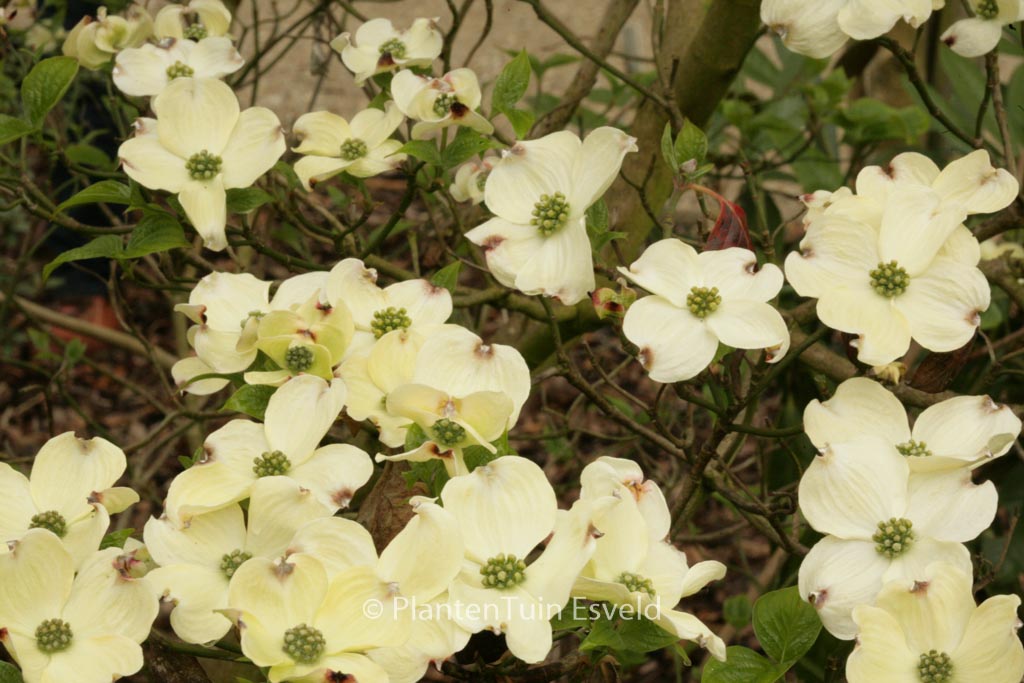 Cornus florida 'White Cloud'
