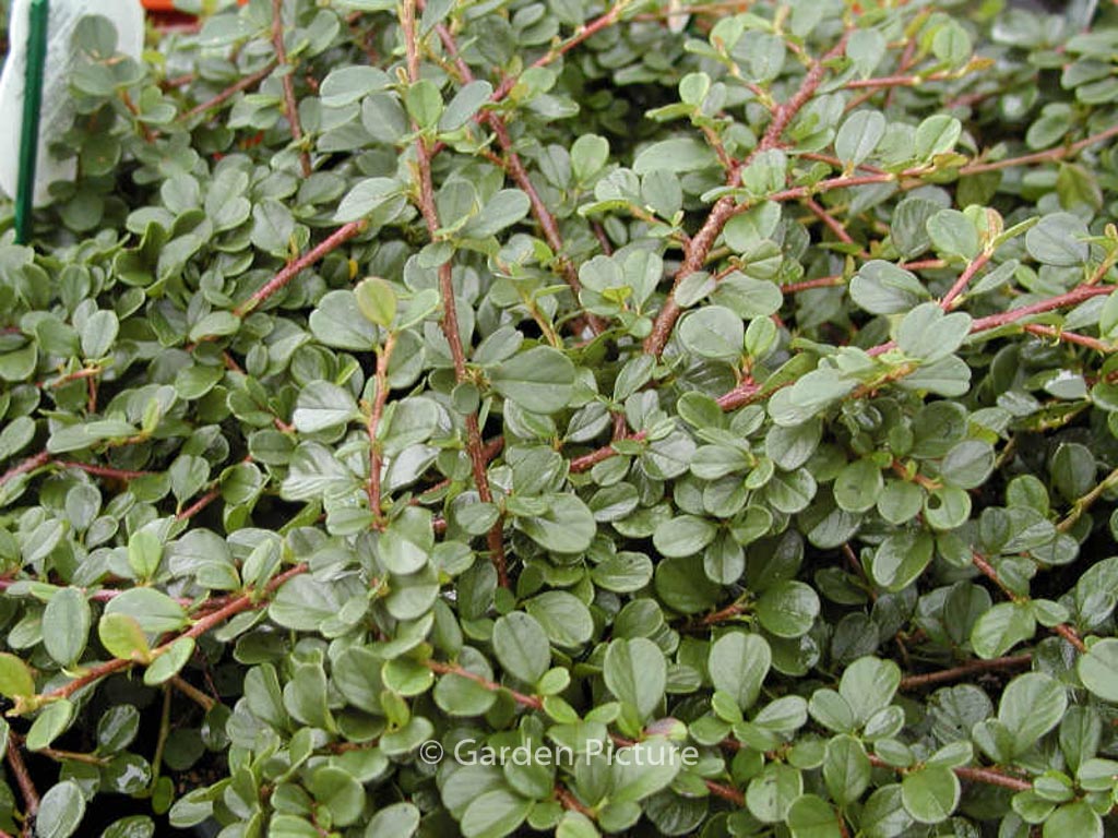 Cotoneaster procumbens 'Queen of Carpets'