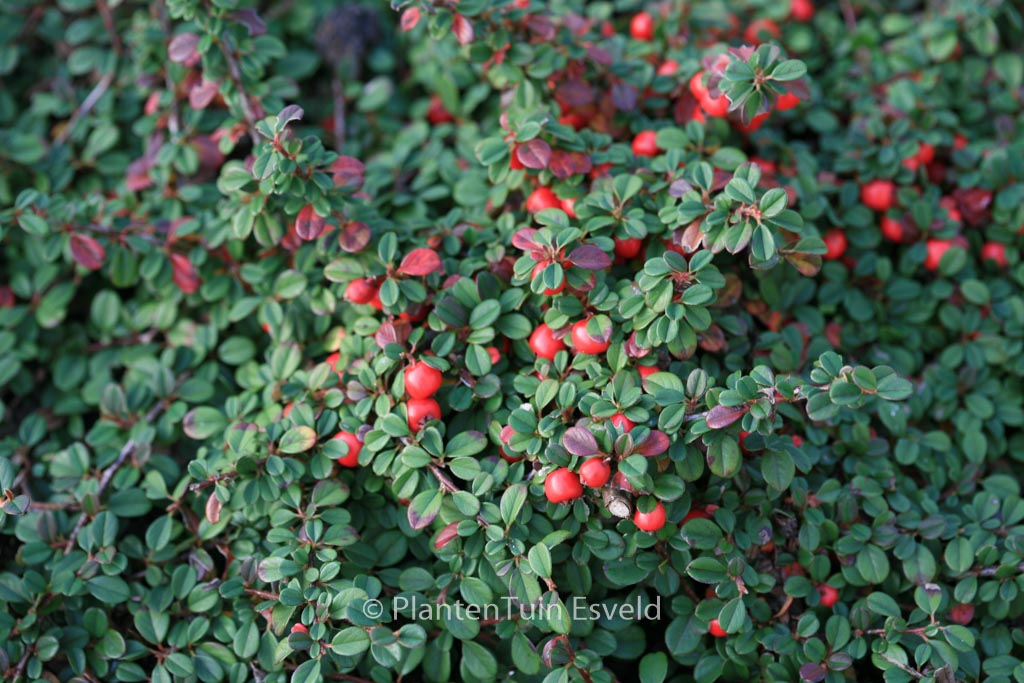 Cotoneaster procumbens 'Streibs Findling'