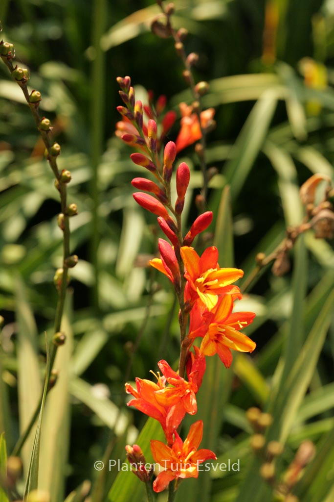 Crocosmia 'Fire Jumper'